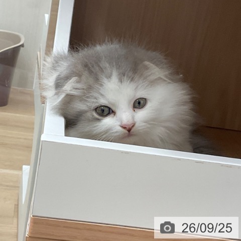 スコティッシュフォールドの写真