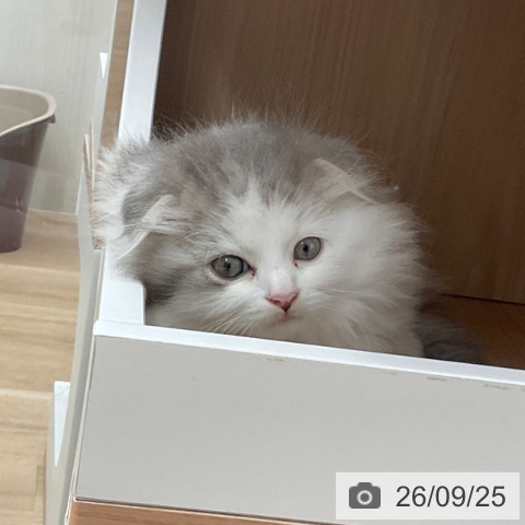 スコティッシュフォールドの写真