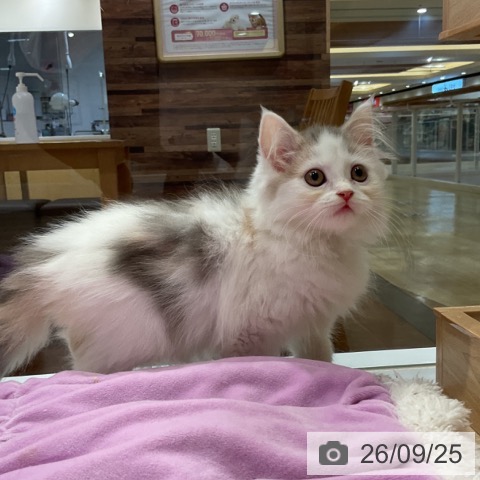 福岡県のスコティッシュフォールド (ペットプラス 小倉南店/2026年7月10日生まれ/女の子/ブルーパッチドタビーホワイト)の子猫の4枚目の画像