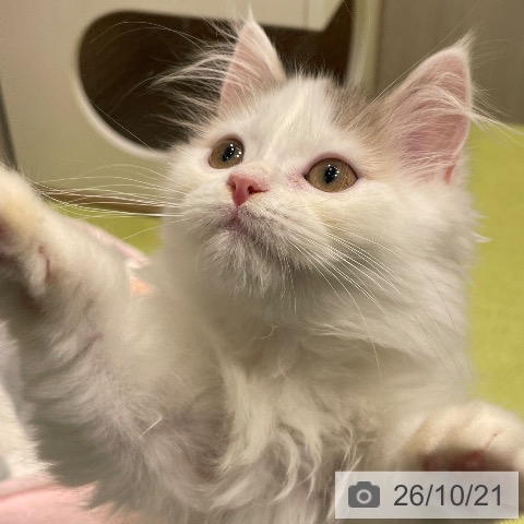 福岡県のスコティッシュフォールド (ペットプラス MARK IS 福岡ももち店/2026年7月10日生まれ/女の子/ブルーパッチドタビーホワイト)の子猫の3枚目の画像