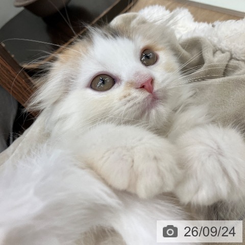スコティッシュフォールドの写真
