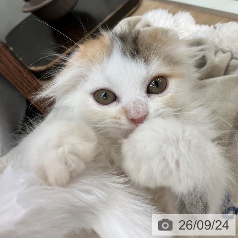 スコティッシュフォールドの写真