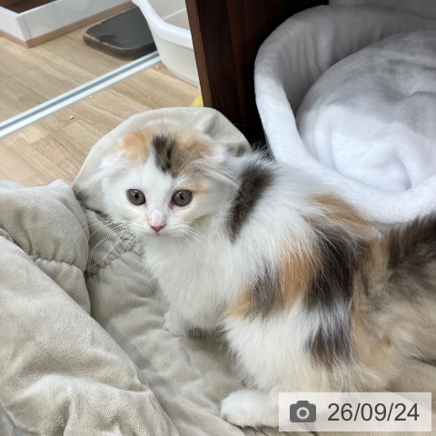スコティッシュフォールドの写真
