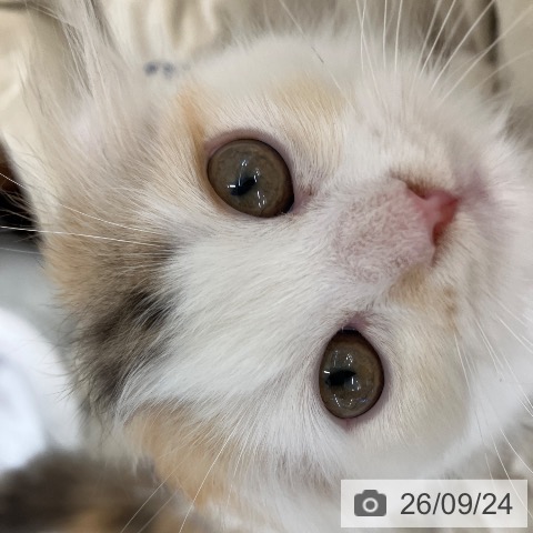 スコティッシュフォールドの写真