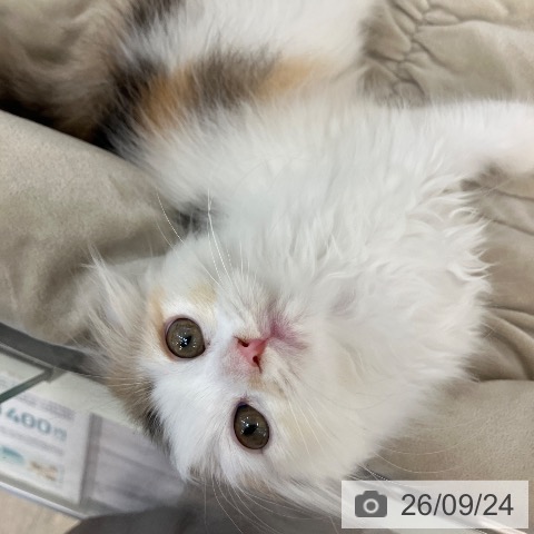 スコティッシュフォールドの写真