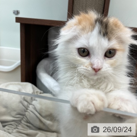 スコティッシュフォールドの写真