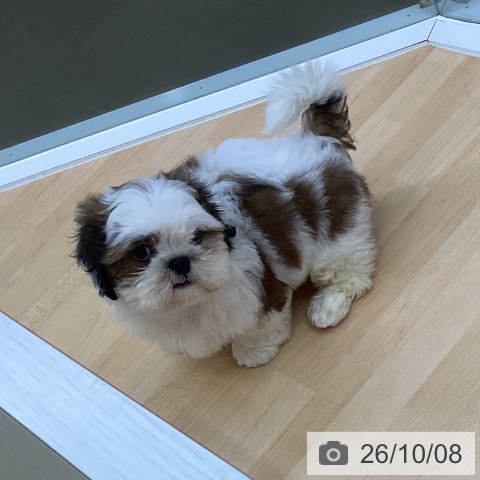 三重県のシーズー (ペットプラス 津南店/2026年7月24日生まれ/男の子/ホワイトゴールド)の子犬の4枚目の画像
