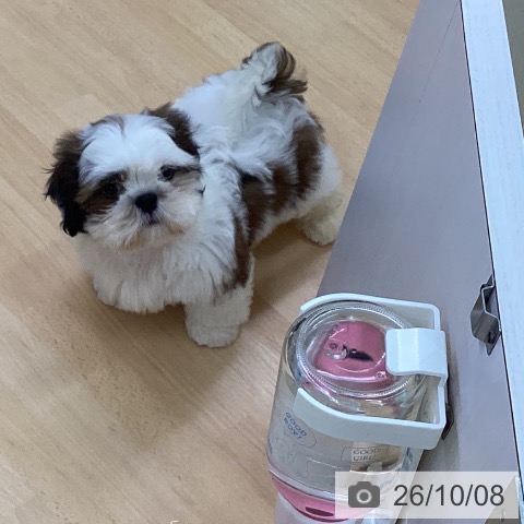 三重県のシーズー (ペットプラス 津南店/2026年7月24日生まれ/男の子/ホワイトゴールド)の子犬の3枚目の画像