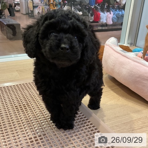 愛知県のトイプードル(トイ) (ペットプラス 岡崎店/2026年7月22日生まれ/女の子/ブラック)の子犬の3枚目の画像