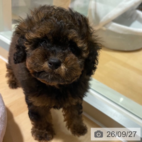 鹿児島県のトイプードル(トイ) (ペットプラス 姶良店/2026年7月24日生まれ/男の子/ブリンドル)の子犬の4枚目の画像