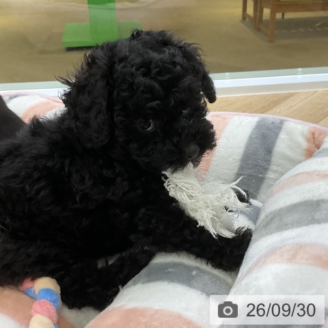 愛知県のトイプードル(トイ) (ペットプラス mozoワンダーシティ店/2026年7月24日生まれ/男の子/ブラック)の子犬の3枚目の画像