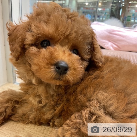 愛知県のトイプードル(トイ) (ペットプラス 岡崎店/2026年7月24日生まれ/男の子/レッド)の子犬の3枚目の画像