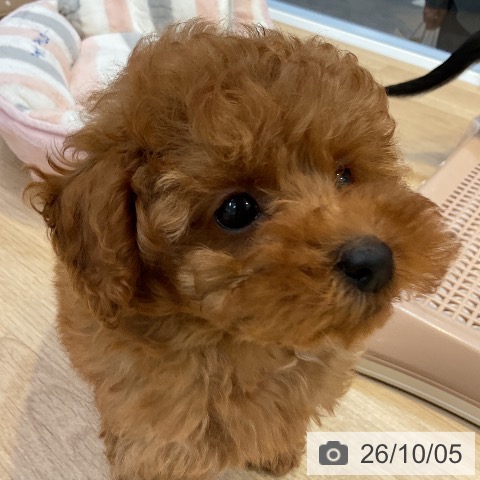愛知県のトイプードル(トイ) (ペットプラス 岡崎店/2026年7月24日生まれ/男の子/レッド)の子犬の3枚目の画像