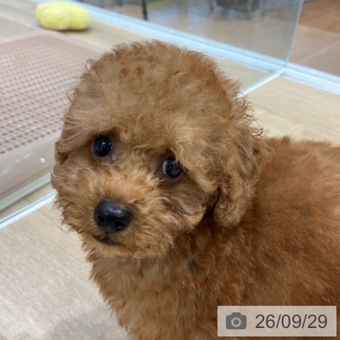 愛知県のトイプードル(トイ) (ペットプラス 熱田店/2026年7月21日生まれ/男の子/アプリコット)の子犬の3枚目の画像