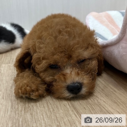 愛知県のトイプードル(トイ) (ペットプラス 熱田店/2026年7月21日生まれ/女の子/アプリコット)の子犬の3枚目の画像