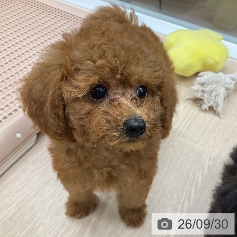 石川県のトイプードル(トイ) (ペットプラス 白山店/2026年7月21日生まれ/女の子/レッド)の子犬の3枚目の画像