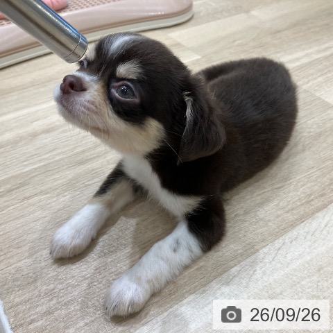 チワワの写真