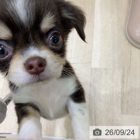 チワワの写真