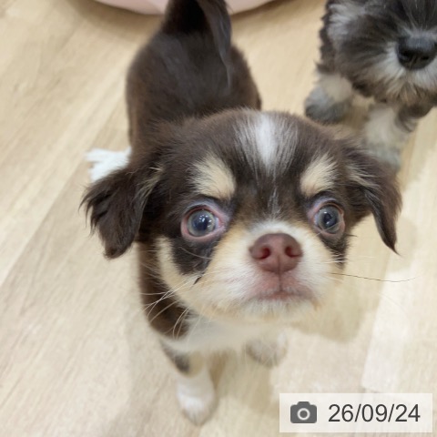 チワワの写真