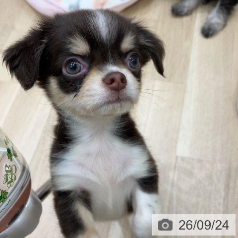 チワワの写真