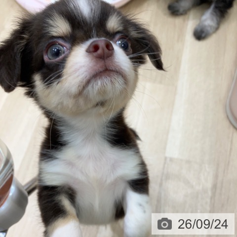 チワワの写真