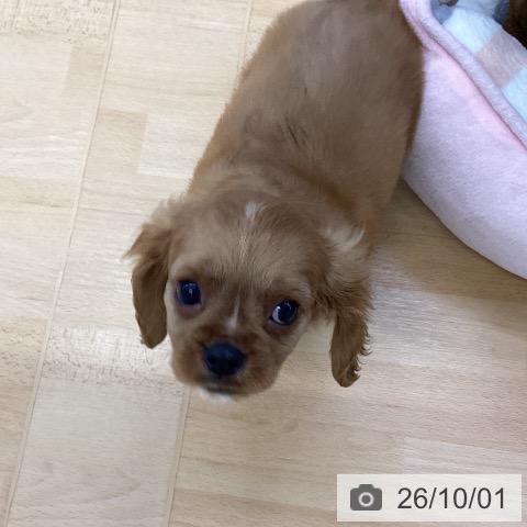 埼玉県のキャバリアキングチャールズスパニエル (ペットプラス 羽生店/2026年7月22日生まれ/男の子/ルビー)の子犬の3枚目の画像
