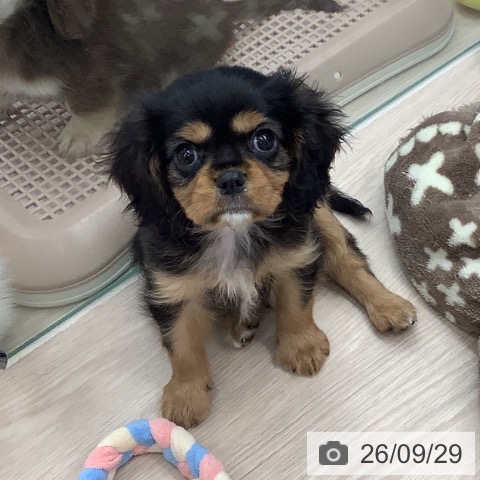 埼玉県のキャバリアキングチャールズスパニエル (ペットプラス 川口店/2026年7月22日生まれ/男の子/ブラックタン)の子犬の3枚目の画像