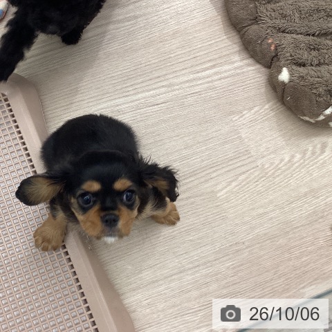 埼玉県のキャバリアキングチャールズスパニエル (ペットプラス 川口店/2026年7月22日生まれ/男の子/ブラックタン)の子犬の3枚目の画像