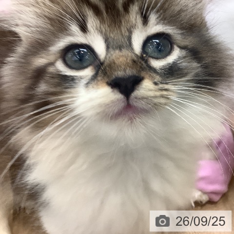 福岡県のノルウェージャンフォレストキャット (ペットプラス 福岡店/2026年7月23日生まれ/女の子/ブラウンタビーホワイト)の子猫の3枚目の画像
