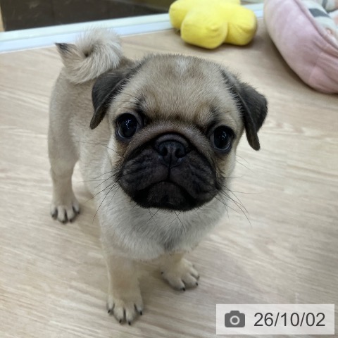 パグの写真