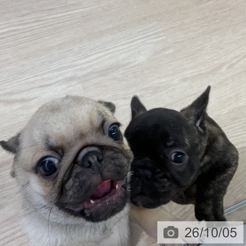 パグの写真