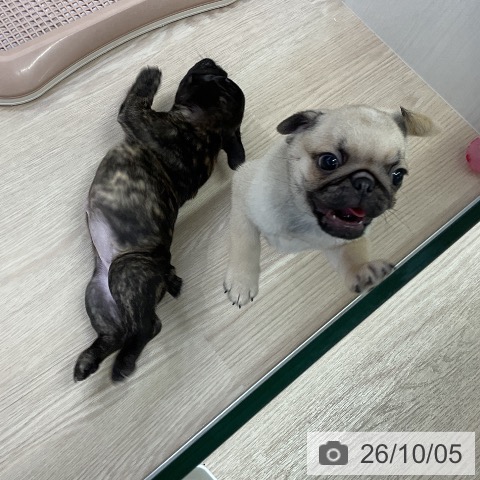 パグの写真