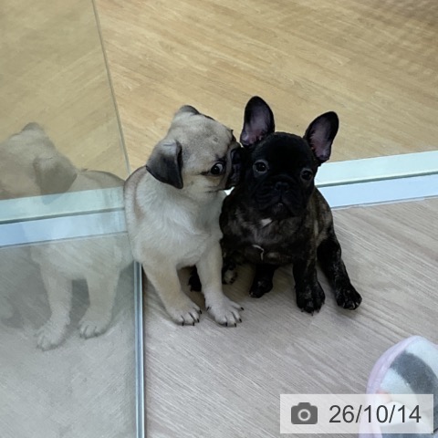 パグの写真