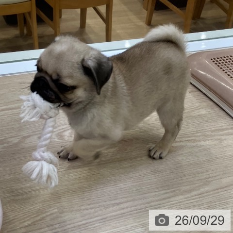 愛知県のパグ (ペットプラス ナゴヤドーム前店/2026年7月24日生まれ/男の子/フォーン)の子犬の4枚目の画像