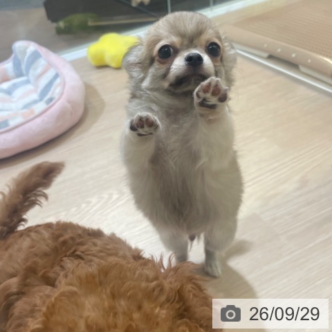富山県のチワワ(ロング) (ペットプラス 高岡店/2026年7月27日生まれ/男の子/フォーンホワイト)の子犬の4枚目の画像