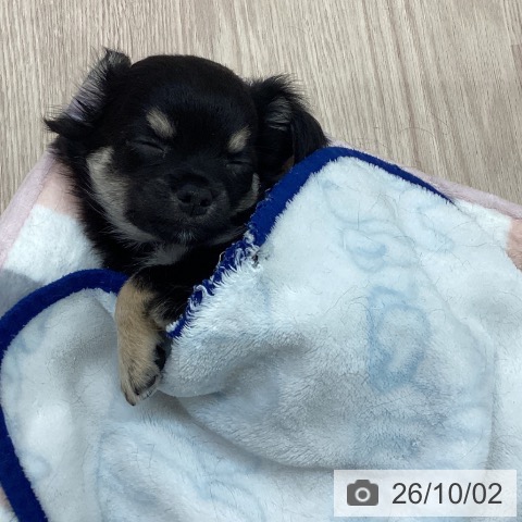 チワワの写真