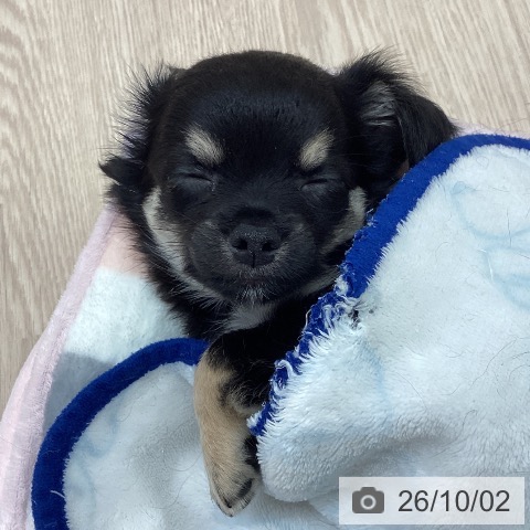 チワワの写真