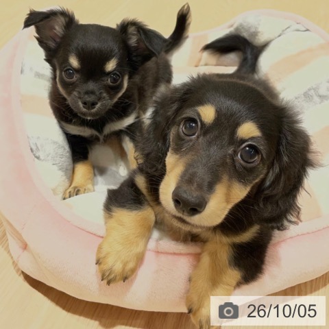 チワワの写真