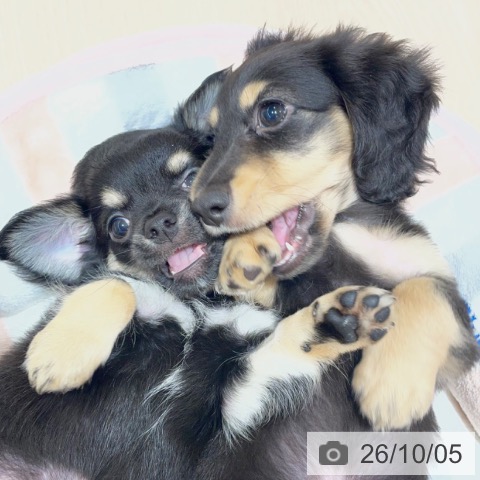 チワワの写真