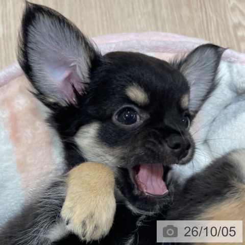 チワワの写真