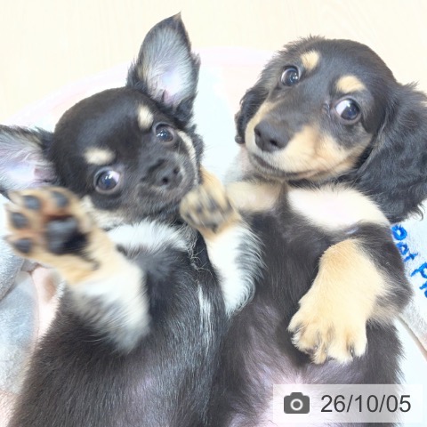 チワワの写真