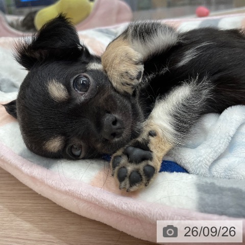 石川県のチワワ(ロング) (ペットプラス かほく店/2026年7月27日生まれ/男の子/ブラックタン)の子犬の4枚目の画像