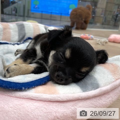 石川県のチワワ(ロング) (ペットプラス かほく店/2026年7月27日生まれ/男の子/ブラックタン)の子犬の3枚目の画像