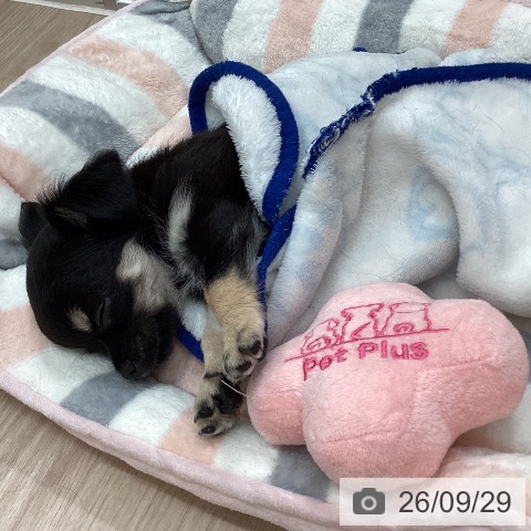 石川県のチワワ(ロング) (ペットプラス かほく店/2026年7月27日生まれ/男の子/ブラックタン)の子犬の3枚目の画像