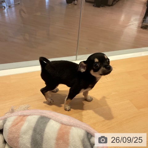 三重県のチワワ(ロング) (ペットプラス 東員店/2026年7月27日生まれ/女の子/ブラッククリーム)の子犬の3枚目の画像
