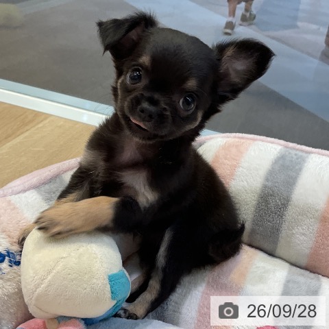 愛知県のチワワ(ロング) (ペットプラス 岡崎店/2026年7月27日生まれ/女の子/ブラックタン)の子犬の3枚目の画像