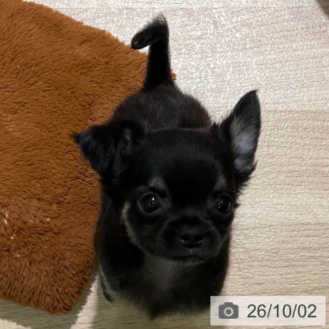 愛知県のチワワ(ロング) (ペットプラス 岡崎店/2026年7月27日生まれ/女の子/ブラックタン)の子犬の3枚目の画像