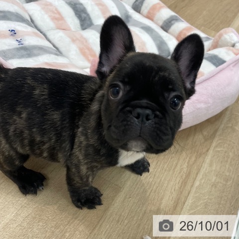 愛知県のフレンチブルドッグ (ペットプラス みなと店/2026年7月27日生まれ/男の子/ブリンドル)の子犬の4枚目の画像