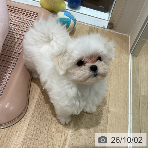 三重県のマルチーズ (ペットプラス 鈴鹿店/2026年7月24日生まれ/女の子/ホワイト)の子犬の3枚目の画像