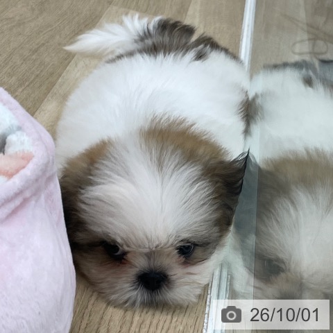 愛知県のシーズー (ペットプラス みなと店/2026年7月27日生まれ/男の子/ホワイトゴールド)の子犬の4枚目の画像